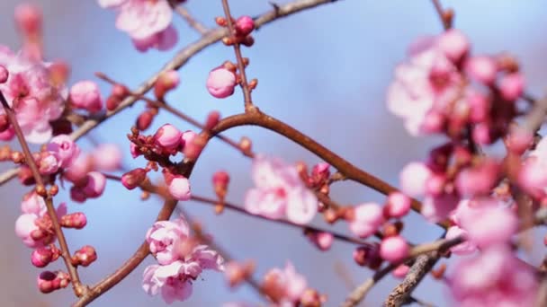 Rosa Blommor Träd Grenar Våren Mot Solig Blå Himmel — Stockvideo