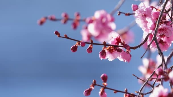 Ροζ Λουλούδια Κλαδιά Δέντρων Την Άνοιξη Ενάντια Στον Ηλιόλουστο Γαλάζιο — Αρχείο Βίντεο