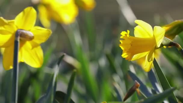 Flor Primavera Narcisos Amarillos — Vídeo de stock