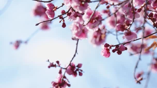 Flores Rosa Galhos Árvore Primavera Contra Céu Azul Ensolarado — Vídeo de Stock