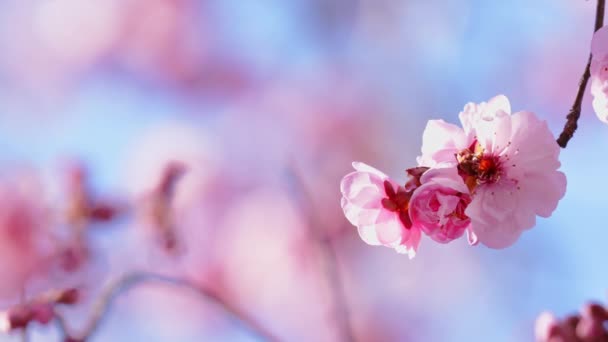 Roze Bloemen Boomtakken Het Voorjaar Tegen Zonnige Blauwe Lucht — Stockvideo