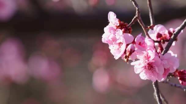 枝条上的粉红花朵 在阳光灿烂的春日绽放 — 图库视频影像