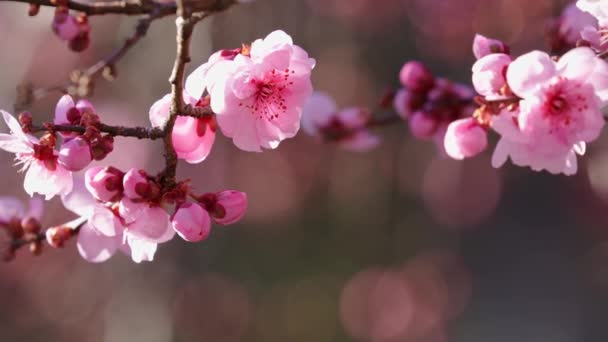 枝条上的粉红花朵 在阳光灿烂的春日绽放 — 图库视频影像