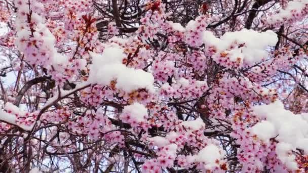 Snö Som Täcker Rosa Blommor Trädgrenar Sen Vinterstorm Vårblom — Stockvideo