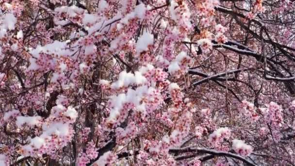 木の枝にピンクの花を覆う雪 春の終わりの冬の嵐 — ストック動画