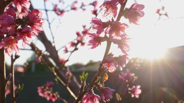 木の枝にピンクの花 春の花 早朝の太陽光線 可視レンズフレア 4Kと木の間の遅いカメラの動き — ストック動画