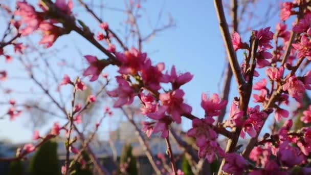 木の枝にピンクの花 春の花 早朝の太陽光線 可視レンズフレアを持つツリー全体の遅いカメラの動き フルHd Hdr — ストック動画