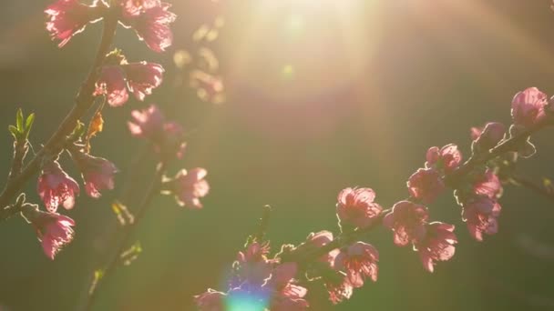 Fleurs roses sur les branches des arbres, fleur de printemps, rayons du soleil tôt le matin, mouvement lent de la caméra à travers l'arbre avec éclat de lentille visible, 4k 