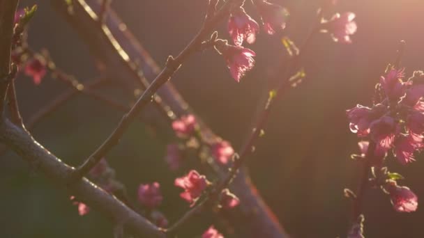 木の枝にピンクの花 春の花 早朝の太陽光線 可視レンズフレア 4Kと木の間の遅いカメラの動き — ストック動画