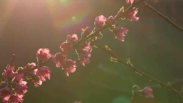 Рожеві Квіти Гілках Дерев Весняний Цвіт Ранкові Сонячні Промені Повільний — стокове відео