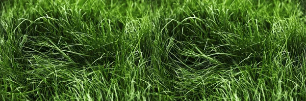 天然绿草背景 新鲜草坪顶部景观 — 图库照片