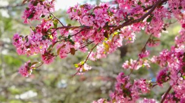 Güneşli bir günde ağaç dallarındaki çiçekler ilkbahar çiçekleri, güneş ışığı olan dallara yakın çekim, 4k