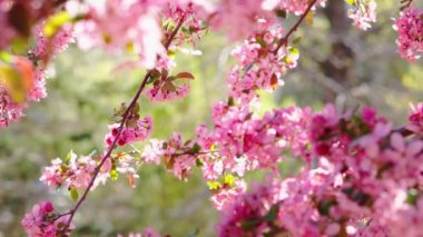 Güneşli bir günde ağaç dallarındaki çiçekler ilkbahar çiçekleri, güneş ışığı olan dallara yakın çekim, 4k