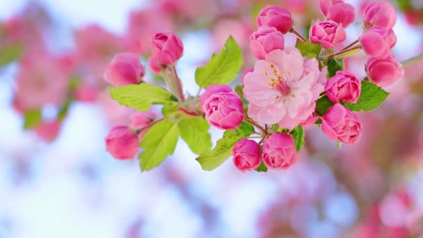 Flores Cor Rosa Galhos Árvore Primavera Contra Céu Azul Ensolarado — Vídeo de Stock