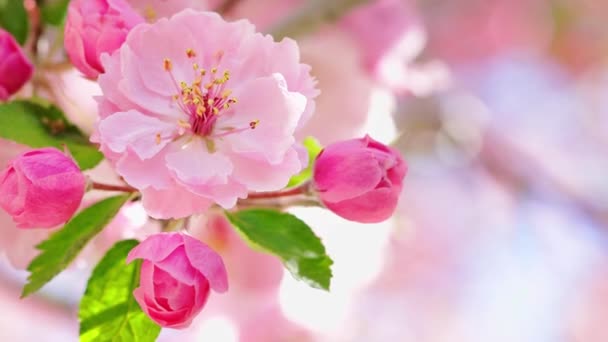 晴れた日の春の花のピンクの木の花 自然なボケの背景を持つ枝のクローズアップ — ストック動画