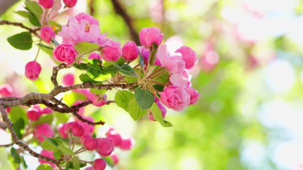 Roze Boom Bloemen Zonnige Dag Lente Bloesem Close Takken Met — Stockvideo