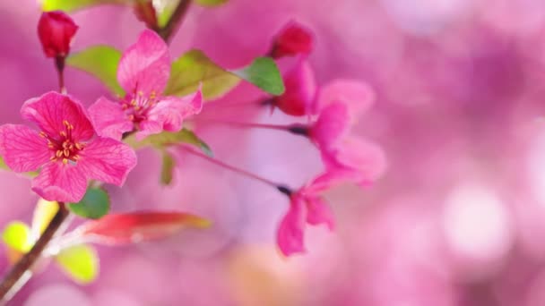 开在阳光明媚的春日里的粉红树花朵 在有自然树梢背景的枝条上的特写 — 图库视频影像