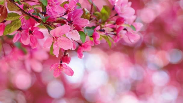 开在阳光明媚的春日里的粉红树花朵 在有自然树梢背景的枝条上的特写 — 图库视频影像