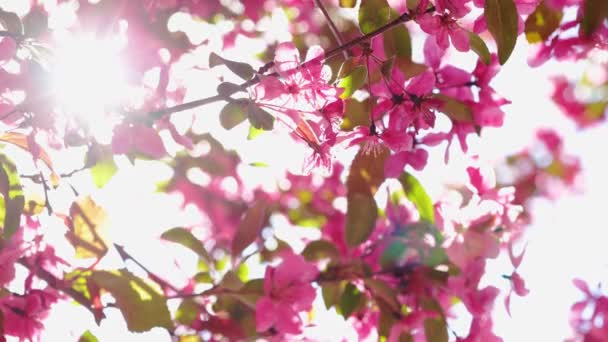 开在阳光明媚的日子里的花朵 在有阳光的枝条上紧密相连 — 图库视频影像