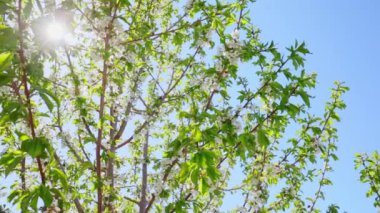 Güneşli bir günde ağaç dallarındaki çiçekler bahar çiçekleri, güneş ışığı olan dallara yakın çekim, kamera hareketleri.