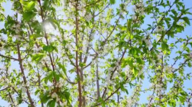 Güneşli bir günde ağaç dallarındaki çiçekler bahar çiçekleri, güneş ışığı olan dallara yakın çekim, kamera hareketleri.