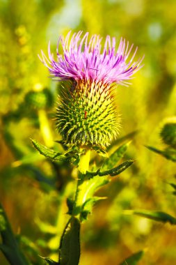 Misk ya da başını sallayarak Thistle, otu nutans