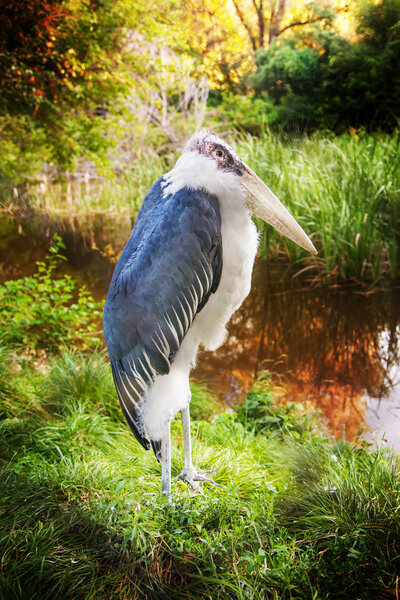 marabu bird in Almaty zoo, Kazakhstan