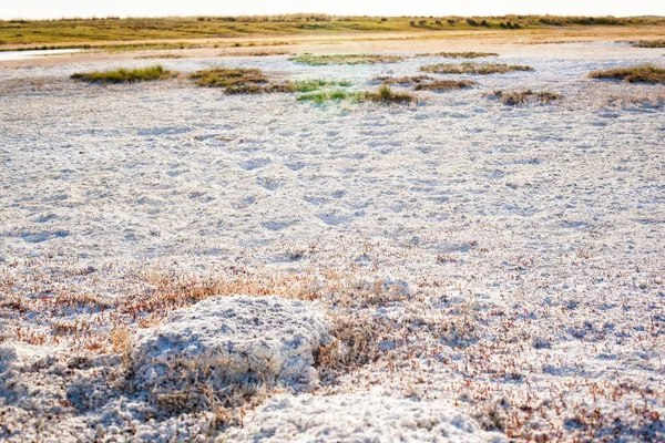 カザフスタンの草原の塩類集積土壌 — ストック写真