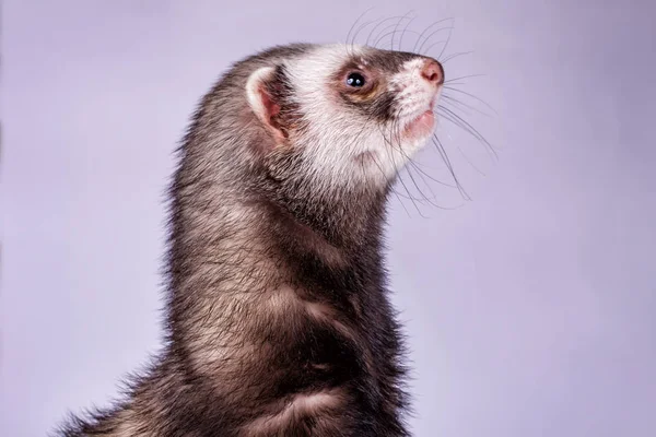 Portrait of sable ferret — Stock Photo, Image