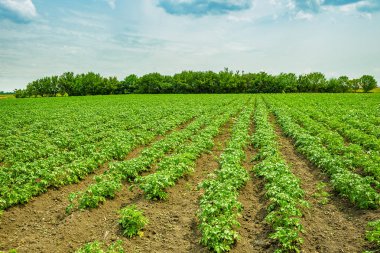 patates alan satır yeşil çalılar ile
