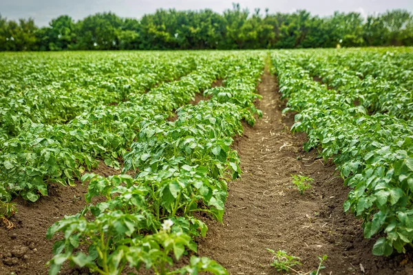 Картофельные ряды с зелеными кустами — стоковое фото