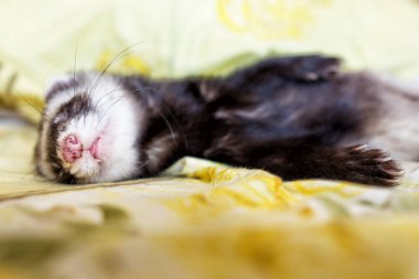 Cute sleeping ferret clipart