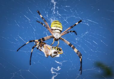 Wasp örümcek, avını ile Argiope