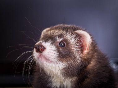 portre bir sable gelincik