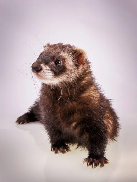 Porträt des Zobel-Frettchens — Stockfoto