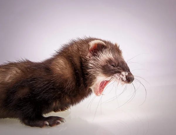 Retrato de Sable Ferret — Fotografia de Stock