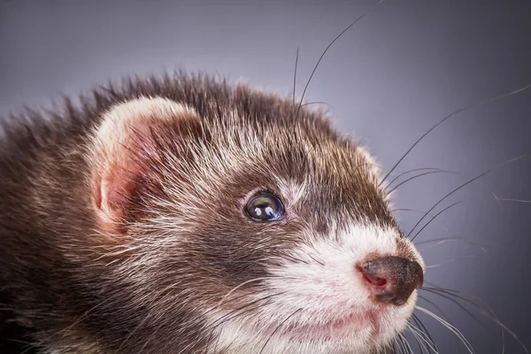 Portrait of sable ferret — Stock Photo, Image