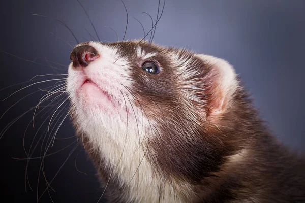 Portret van sable ferret — Stockfoto