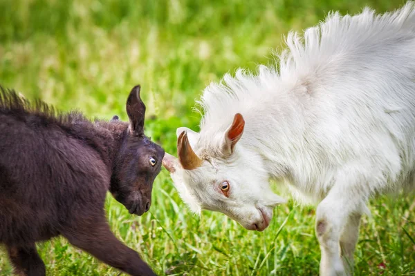 Combats de chèvres — Photo