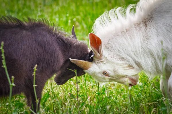 Fighting of goats — Stock Photo, Image