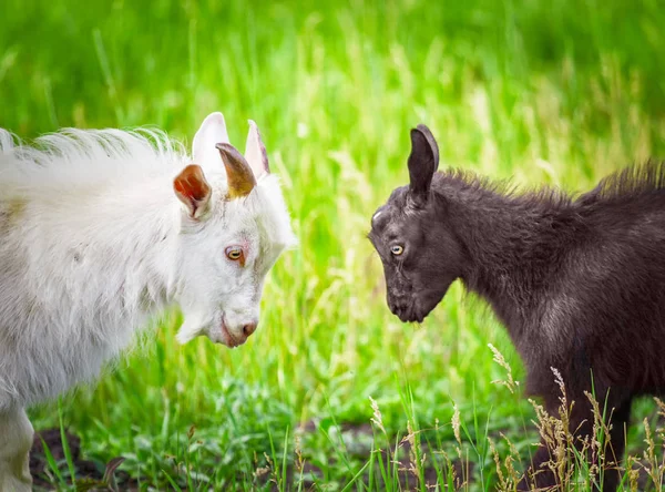 Fighting of goats — Stock Photo, Image