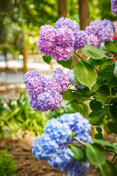 Colorful flowers hydrangeas — Stock Photo, Image