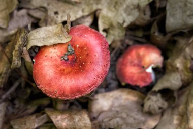 Russula rosea, Russula lepida