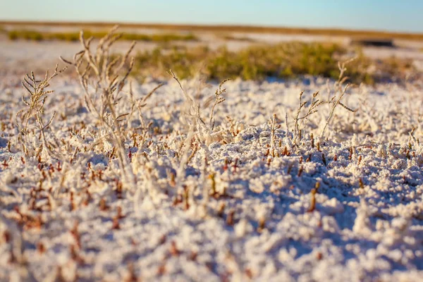 Bozkır tuzlu topraklar Kazakistan — Stok fotoğraf