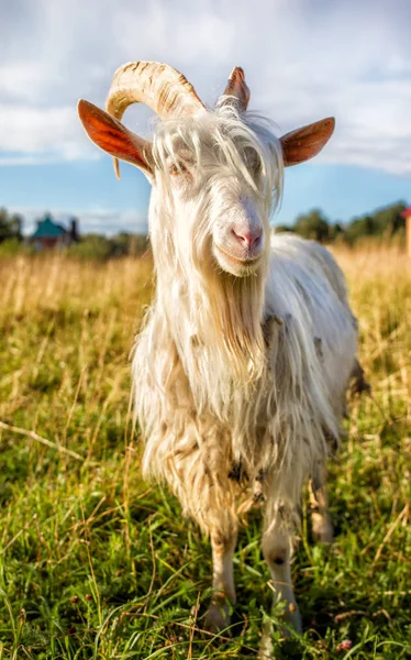 White goat portrait — Stock Photo, Image