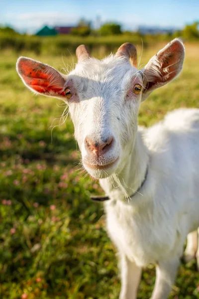 White goat portrait — Stock Photo, Image