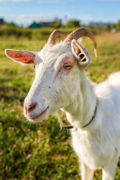 White goat portrait — Stock Photo, Image