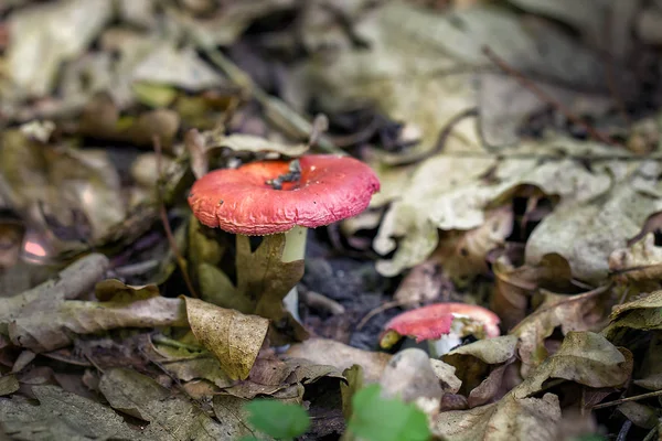 Russula rosea, Russula lepida — стокове фото