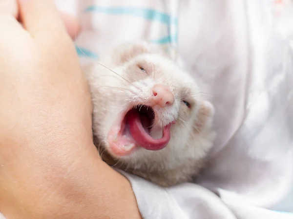 Cute pastel ferret in hands — Stock Photo, Image