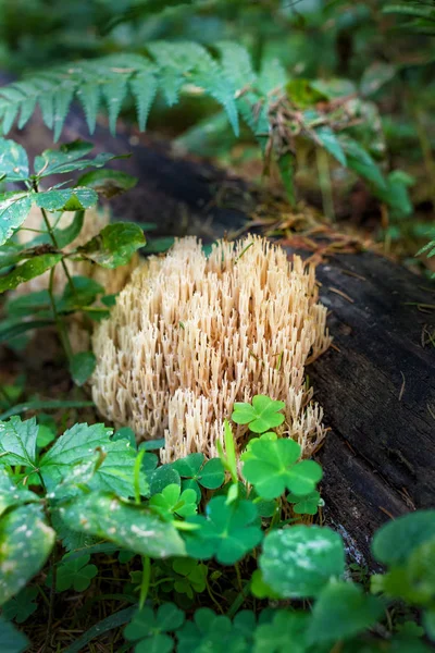 Гриб Ramaria invalii — стокове фото